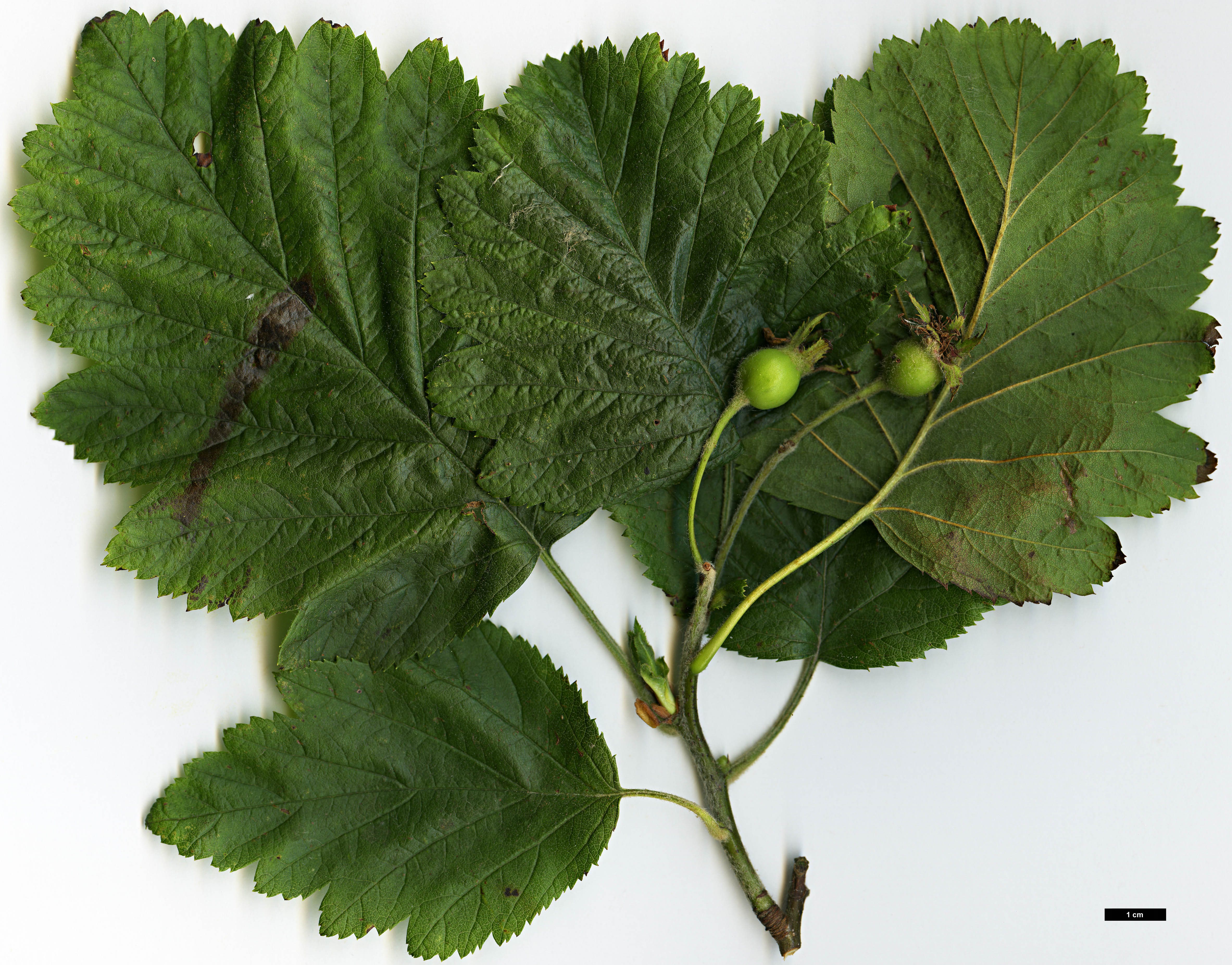 High resolution image: Family: Rosaceae - Genus: Crataegus - Taxon: texana